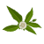 Bhringraj