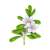 Brahmi
