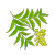 Neem