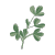Fenugreek